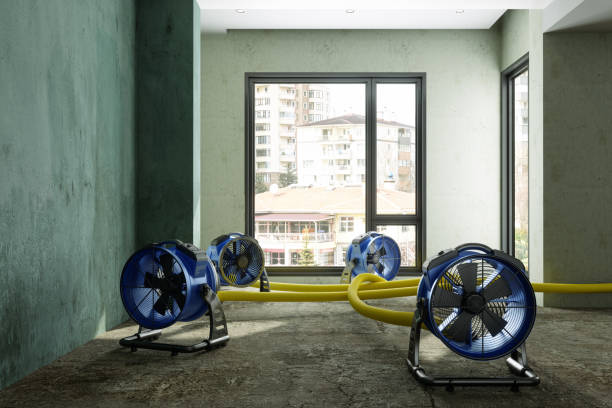 Best Mold removal after water damage  in Kane, PA
